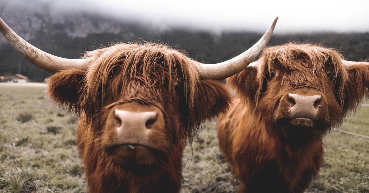 Scotland's iconic Highland Cattle, which we could not leave out of this blog!